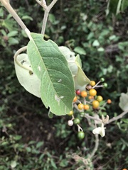 Solanum donianum