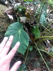 Begonia plebeja