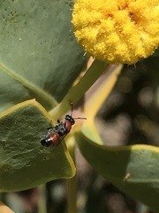 Rhodohylaeus