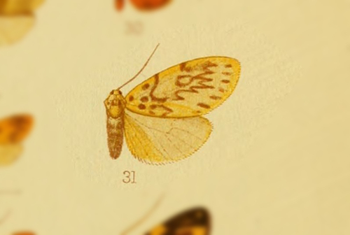 Miltochrista ocellata