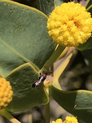 Rhodohylaeus