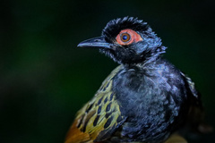 Black-Spotted Bare-Eye photo 3