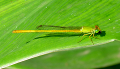 Ceriagrion coromandelianum
