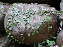Lemmaphyllum microphyllum