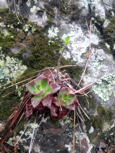 Echeveria fulgens