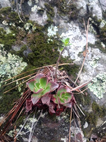 Echeveria fulgens