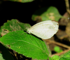 Leptosia nina