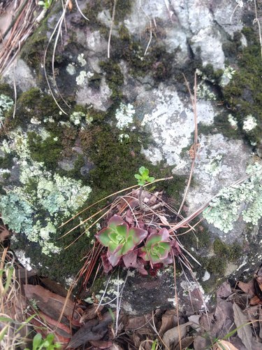Echeveria fulgens