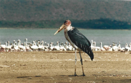 Marabou Stork