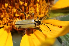 Chauliognathus hieroglyphicus