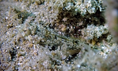 Synchiropus rosulentus