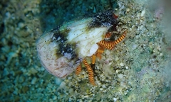 Ciliopagurus strigatus