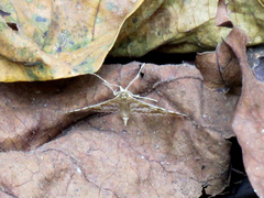 Sameodes cancellalis