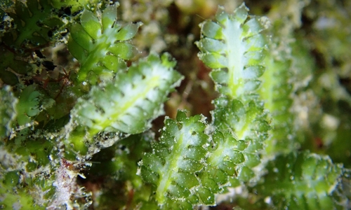 Caulerpa taxifolia observed 2021-10-30