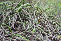 Selenicereus spinulosus