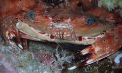 Goniosupradens hawaiensis