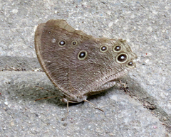 Melanitis leda