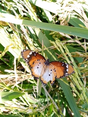 Danaus chrysippus