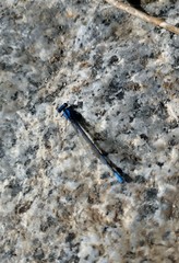Argia agrioides