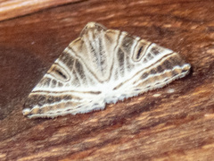 Phrataria replicataria