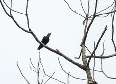 Ampeliceps coronatus