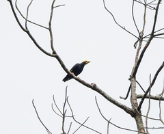 Ampeliceps coronatus