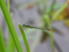 Agriocnemis kalinga
