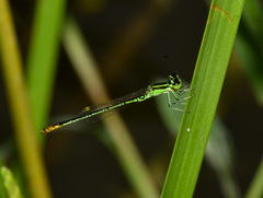 Agriocnemis kalinga
