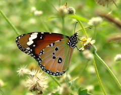 Danaus chrysippus