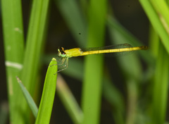 Agriocnemis kalinga