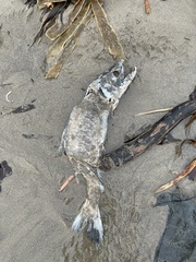 Oncorhynchus tshawytscha