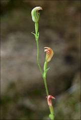 Pterostylis parviflora