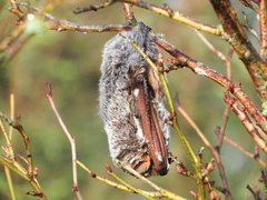 Lasiurus cinereus cinereus