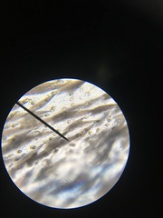 Phryganidia californica