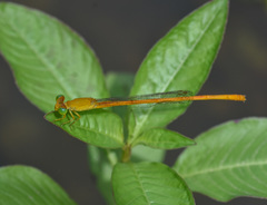 Ceriagrion rubiae