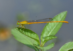 Ceriagrion rubiae
