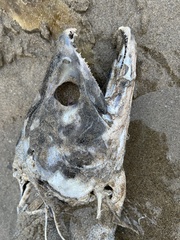 Oncorhynchus tshawytscha