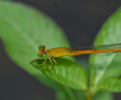Ceriagrion rubiae
