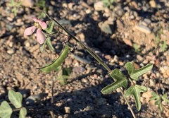 Phaseolus filiformis