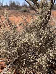Atriplex nummularia nummularia