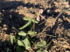 Phaseolus filiformis