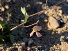 Phaseolus filiformis