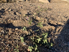 Phaseolus filiformis