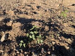 Phaseolus filiformis