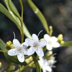 Myoporum platycarpum