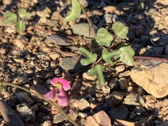 Phaseolus filiformis