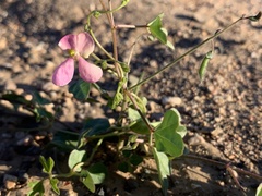 Phaseolus filiformis