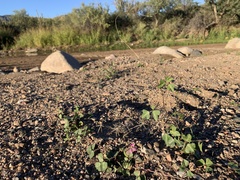 Phaseolus filiformis