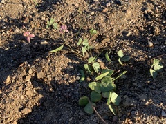 Phaseolus filiformis