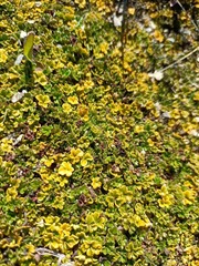 Azorella hydrocotyloides